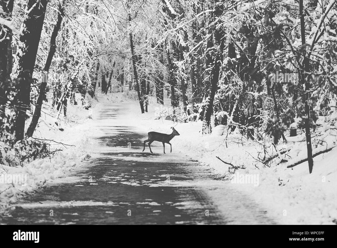 Roe deer and christmas trees Black and White Stock Photos & Images Alamy