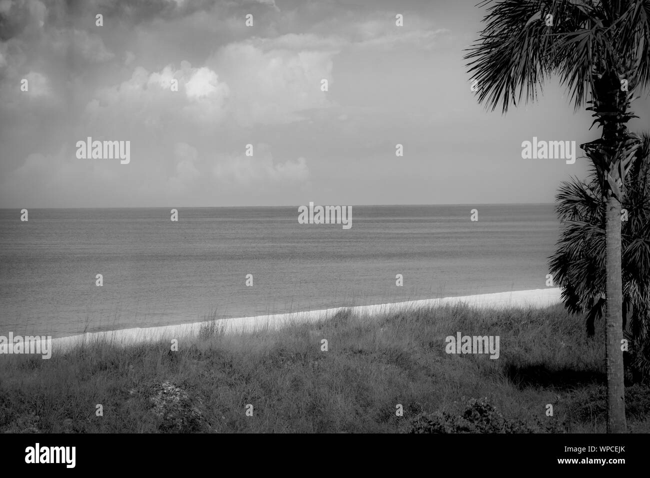A calming view of a tranquil Bay with empty white sand beach with coastal grasses and palm tree with  flat light and cloudy day near Apalachicola, FL, Stock Photo