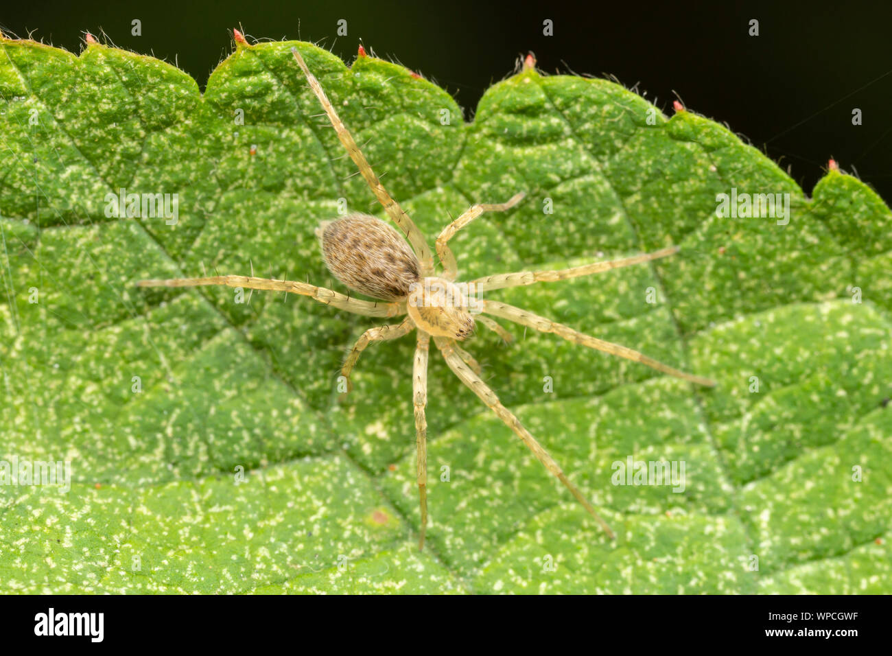 A Ghost Spider (Anyphaenidae) waits for prey on a leaf Stock Photo Alamy