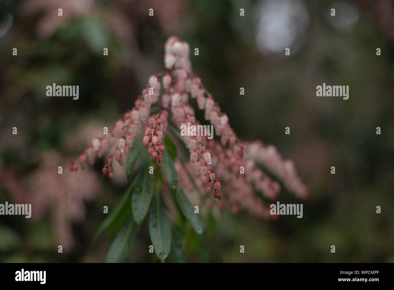 Closeup of clusters of pink Pieris japonica (Japanese andromeda) small bell-shaped flowers after the rain in Lithia park, in spring, Ashland, Oregon, Stock Photo