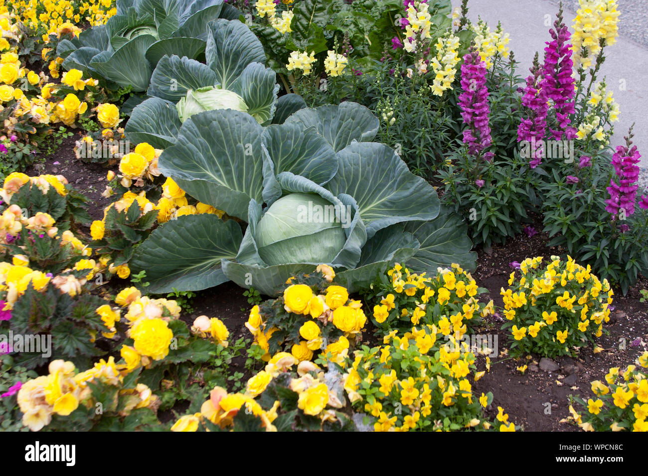 Green heads of cabbage grow in a colorful flower bed Stock Photo