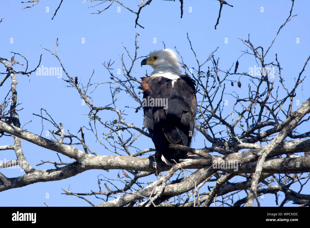 A regal South African Fish Eagle keeping watch Stock Photo