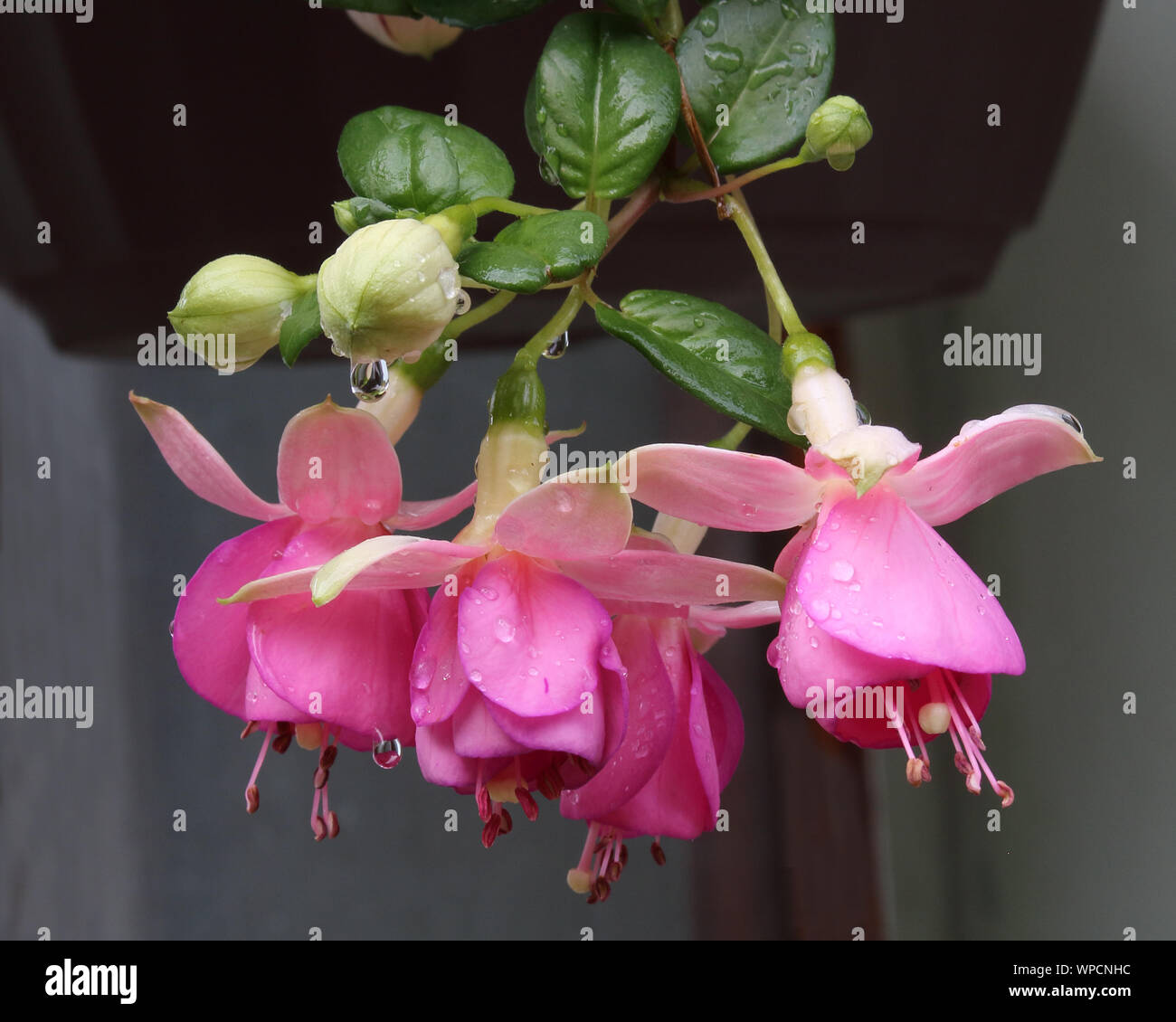 Gorgeous pink and white fuchsias covered with rain drops Stock Photo