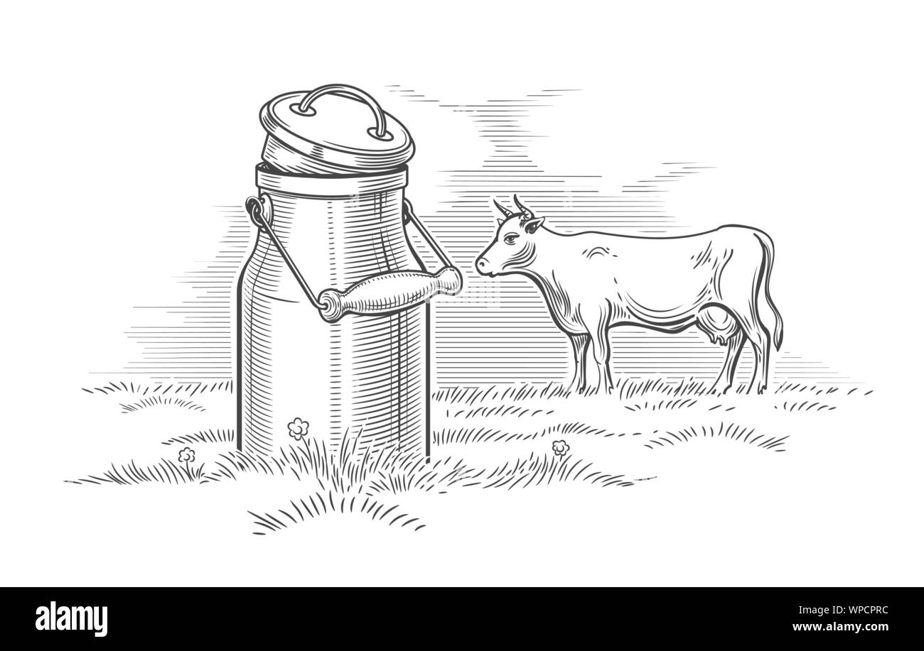 Milk can and cow engraving. Dairy producing summer drawing, milking