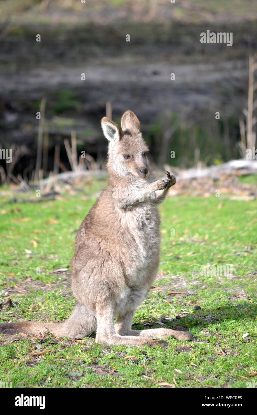 Vertical shot of a baby kangaroo standing in a grassy field with a blurred background Stock Photo