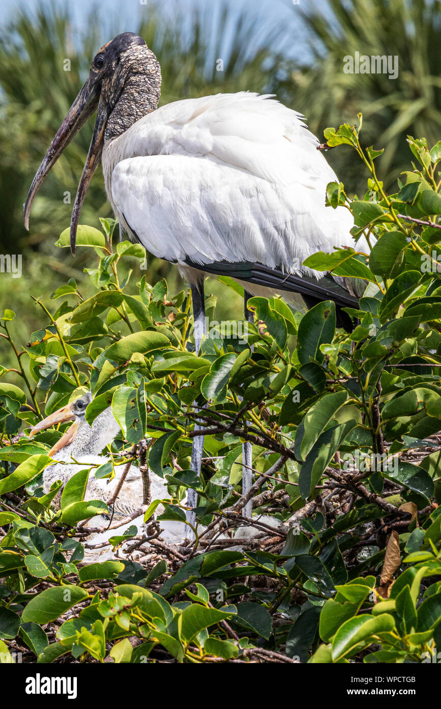 Wood Stork Taking Care of Chicks Stock Photo