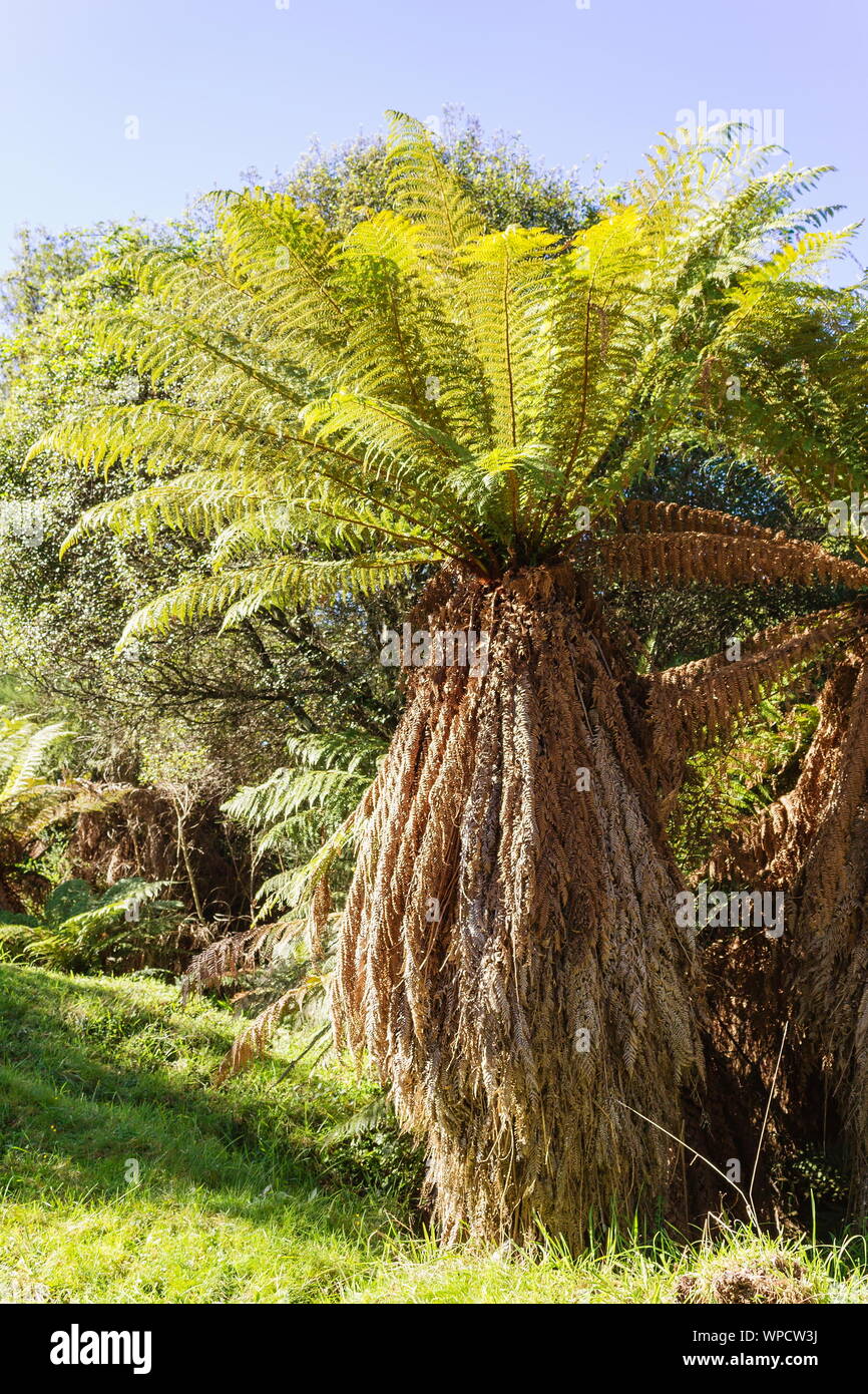 Full length image of a New Zealand Tree Fern - Dicksonia fibrosa Stock ...