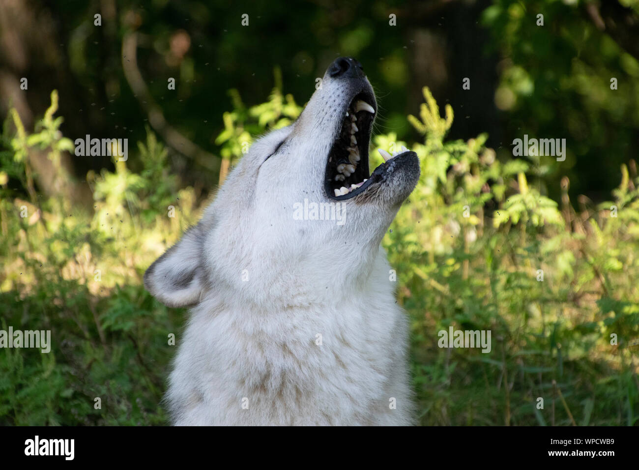 Howling wolf hi-res stock photography and images - Page 3 - Alamy