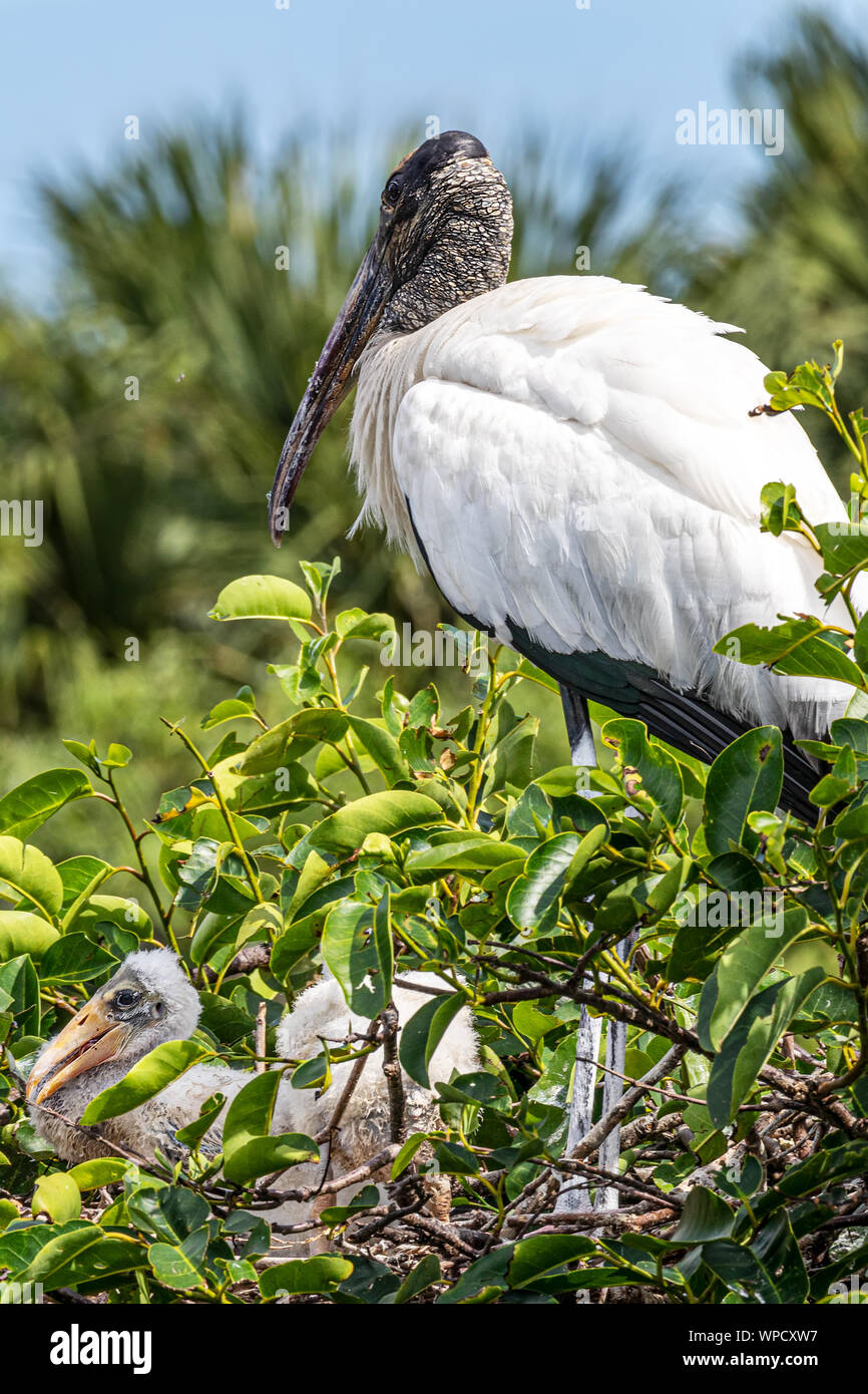 Wood Stork Taking Care of Chicks Stock Photo