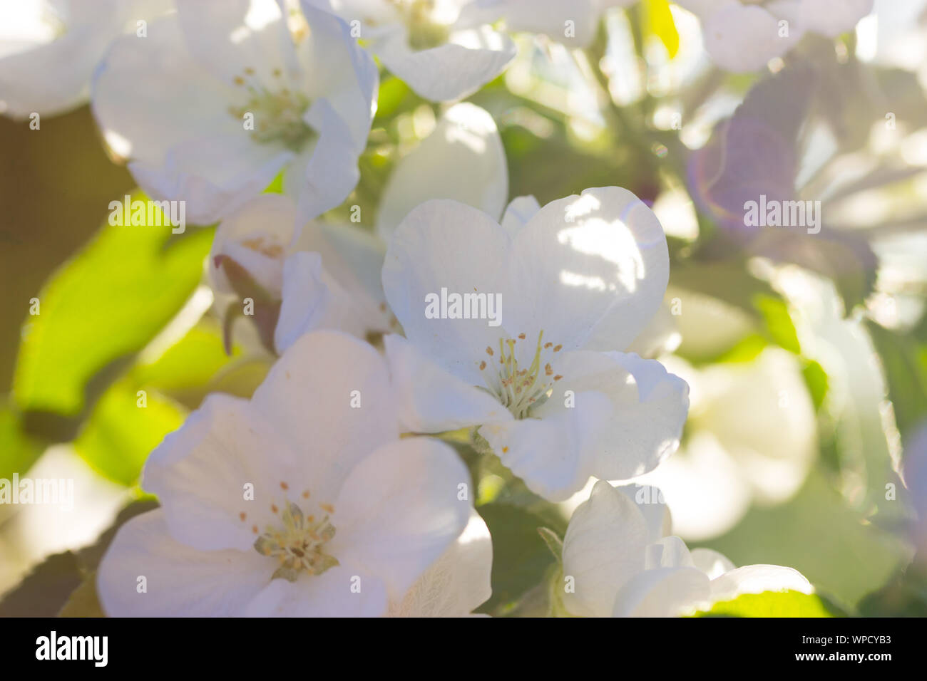white flowers in spring in warm sunlight Stock Photo - Alamy