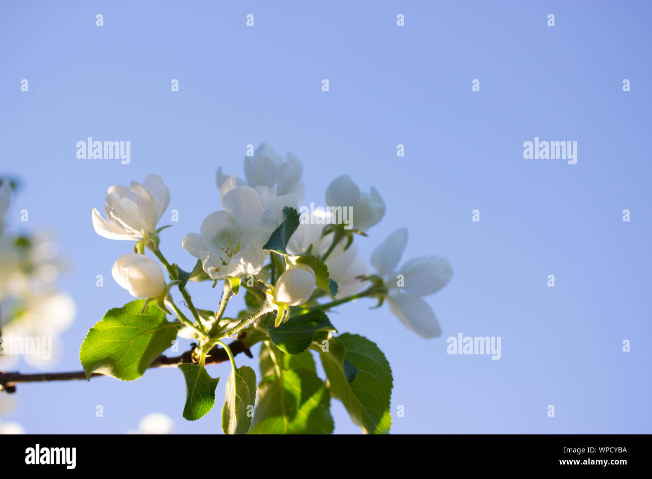 white flowers in spring in warm sunlight Stock Photo - Alamy
