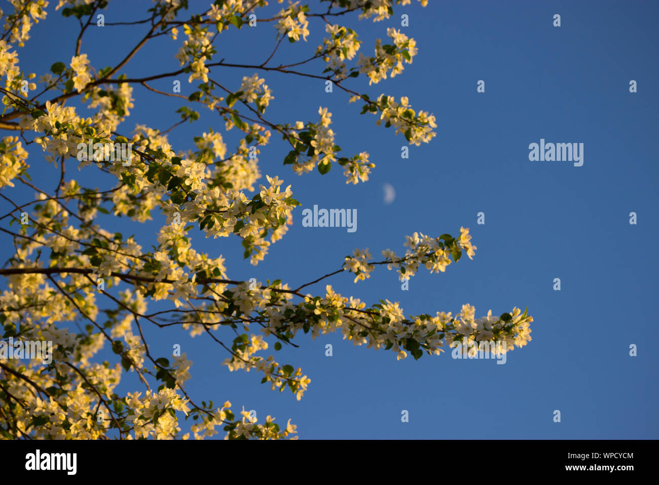 white flowers in spring in warm sunlight Stock Photo - Alamy