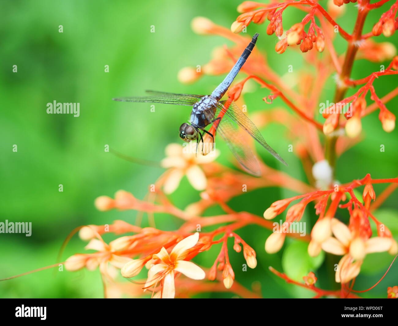 Blue dasher dragonfly with pattern of yellow and orange on the side of the body, Predator insects with transparent wing on red ixora pavetta blossom Stock Photo