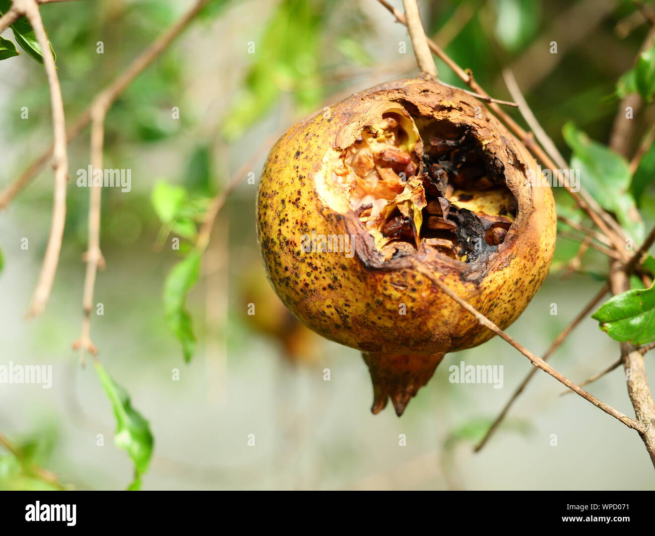 Pomegranate fruit that have been damaged by rodents, Fruit is torn and rotting Stock Photo
