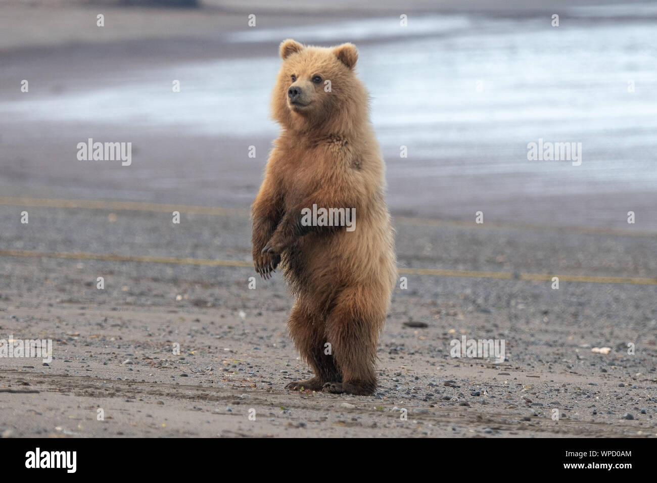 Castal Brown Bear (Ursus arctos) cubs in Lake Clark National Park, Alaska Stock Photo
