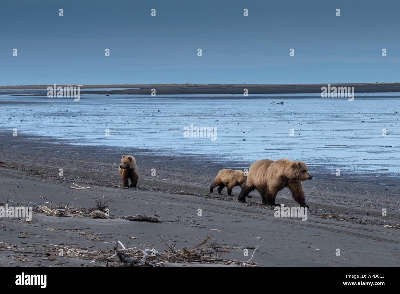 Castal Brown Bear (Ursus arctos) cubs in Lake Clark National Park, Alaska Stock Photo