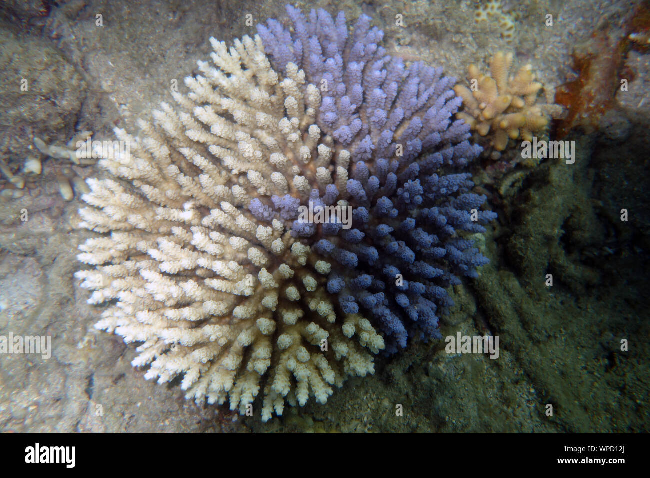 Chimaera Acropora colony comprised of a blue and cream individual, Fitzroy Island, Great Barrier Reef Marine Park, Queensland, Australia Stock Photo