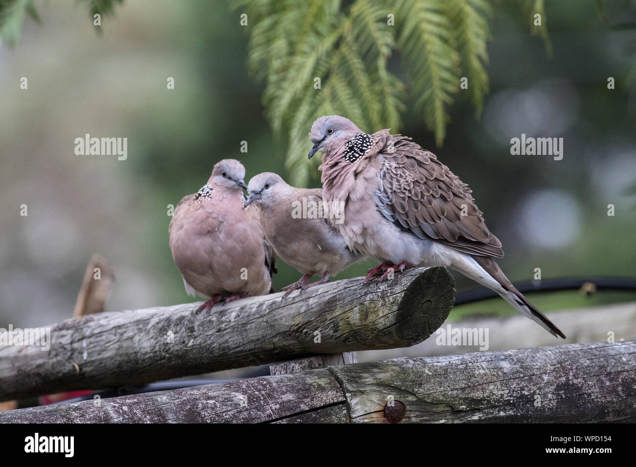 Spotted-turtle Doves Stock Photo