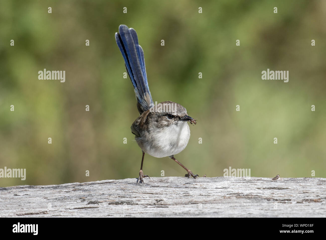 Fairy Wren with insect in bill Stock Photo