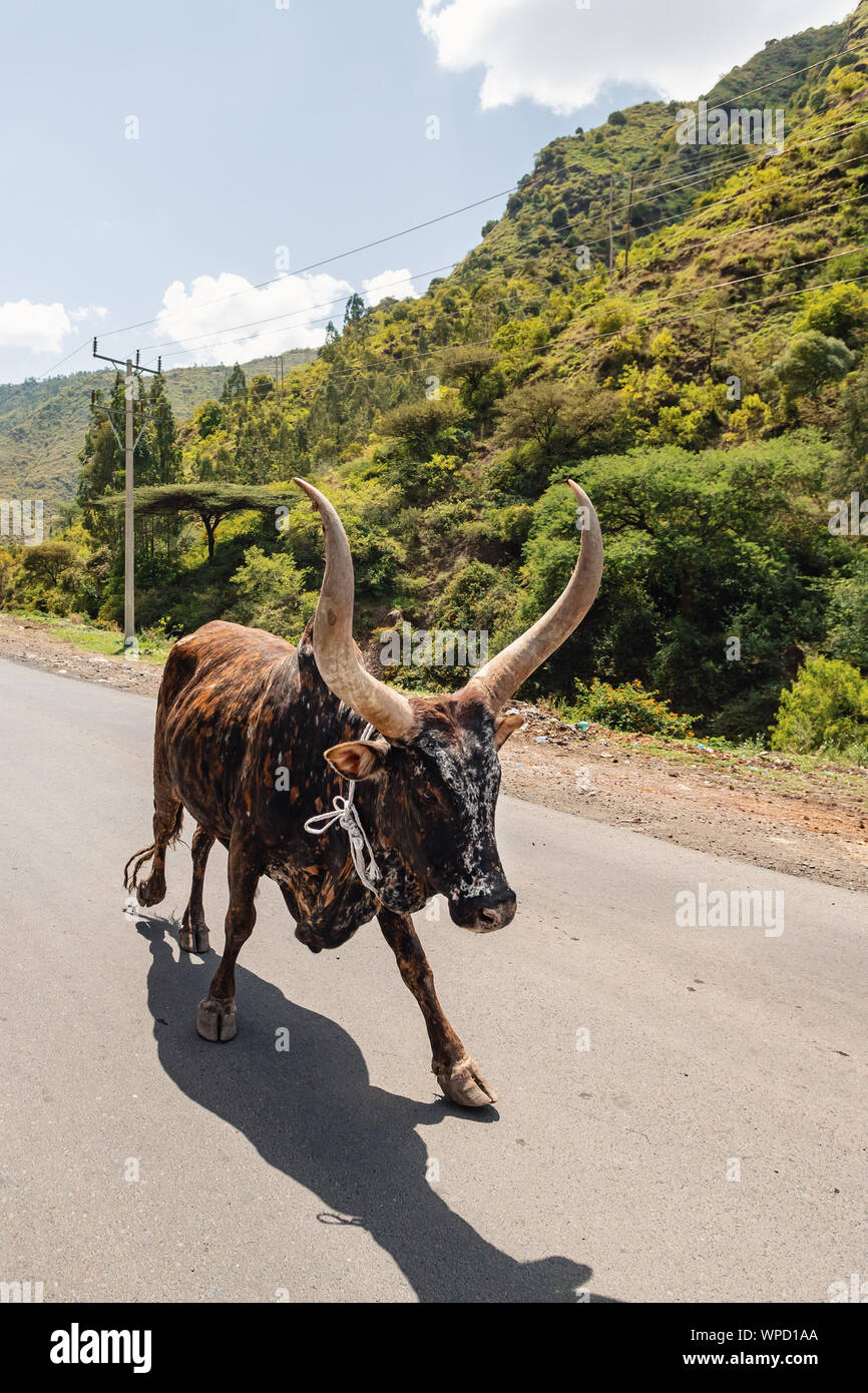 Ubiquitous Ethiopian cattle on the road. Brahman Or Zebu Bulls with long horns. Amhara, Ethiopia