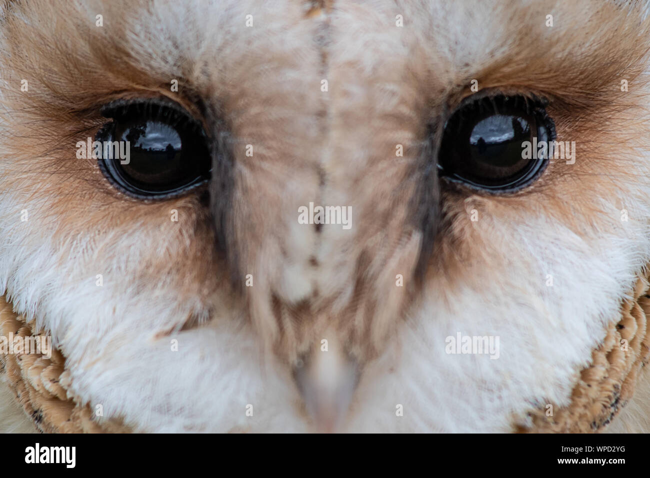 a very close up portrait of the eyes of a barn owl intensely staring forward at the camera Stock Photo