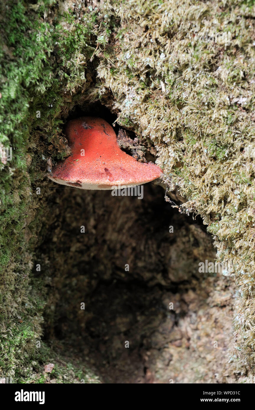 Beefsteak Fungus - Fistulina hepatica  Bracket fungus on tree Stock Photo