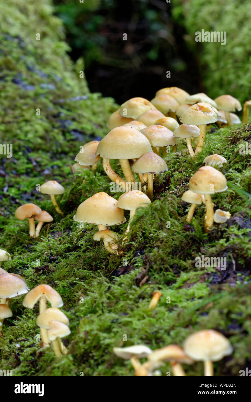 Sulphur Tuft Fungi - Hypholoma fascicular on moss covered log Stock ...
