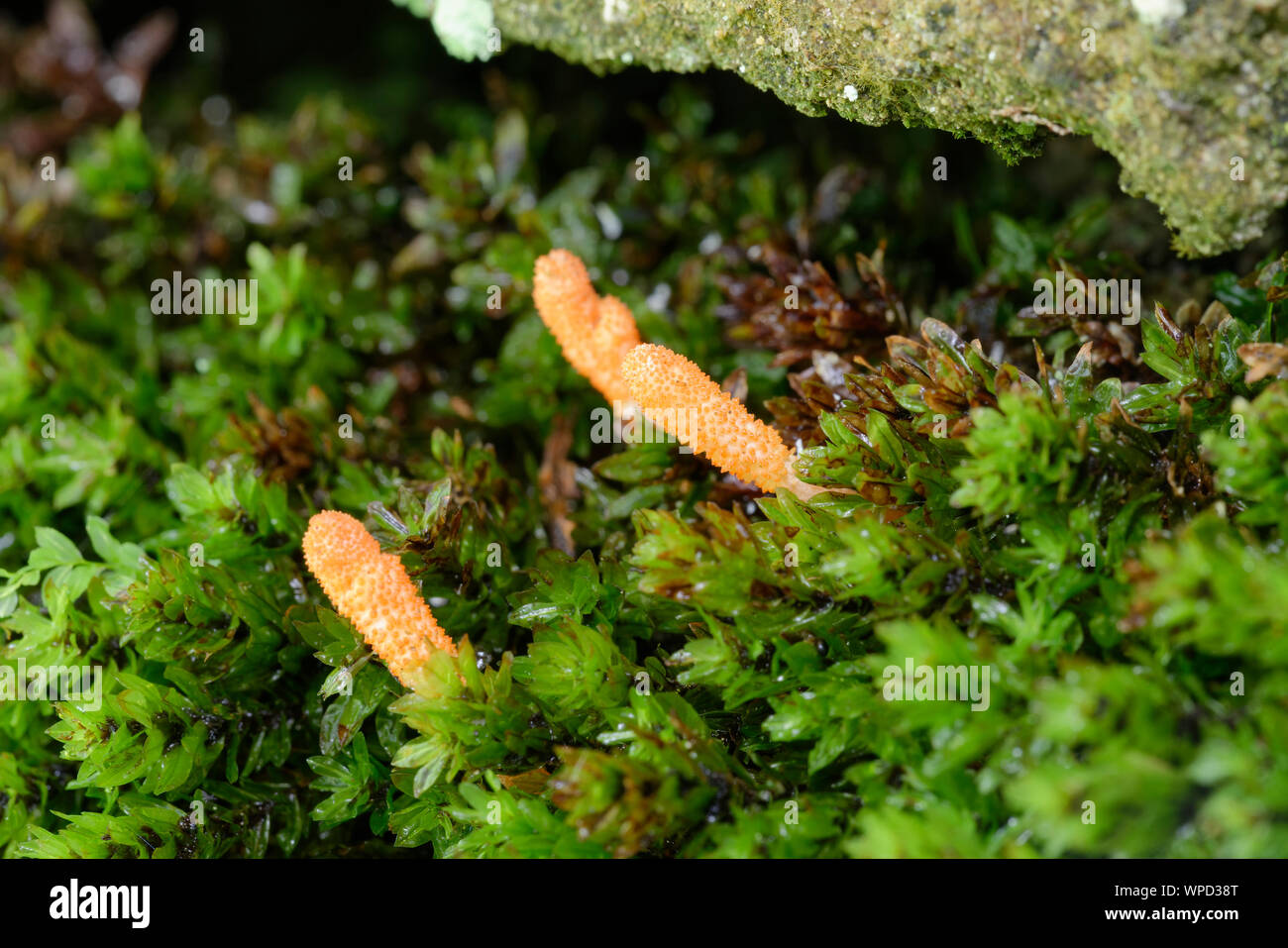 Scarlet Caterpillarclub - Cordyceps militaris  A parasitic fungus of burried moth pupae Stock Photo