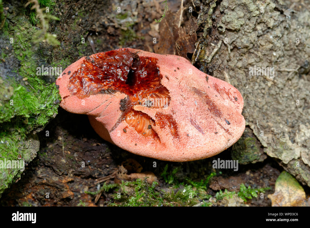 Beefsteak Fungus - Fistulina hepatica  Damaged cap bleeding Stock Photo
