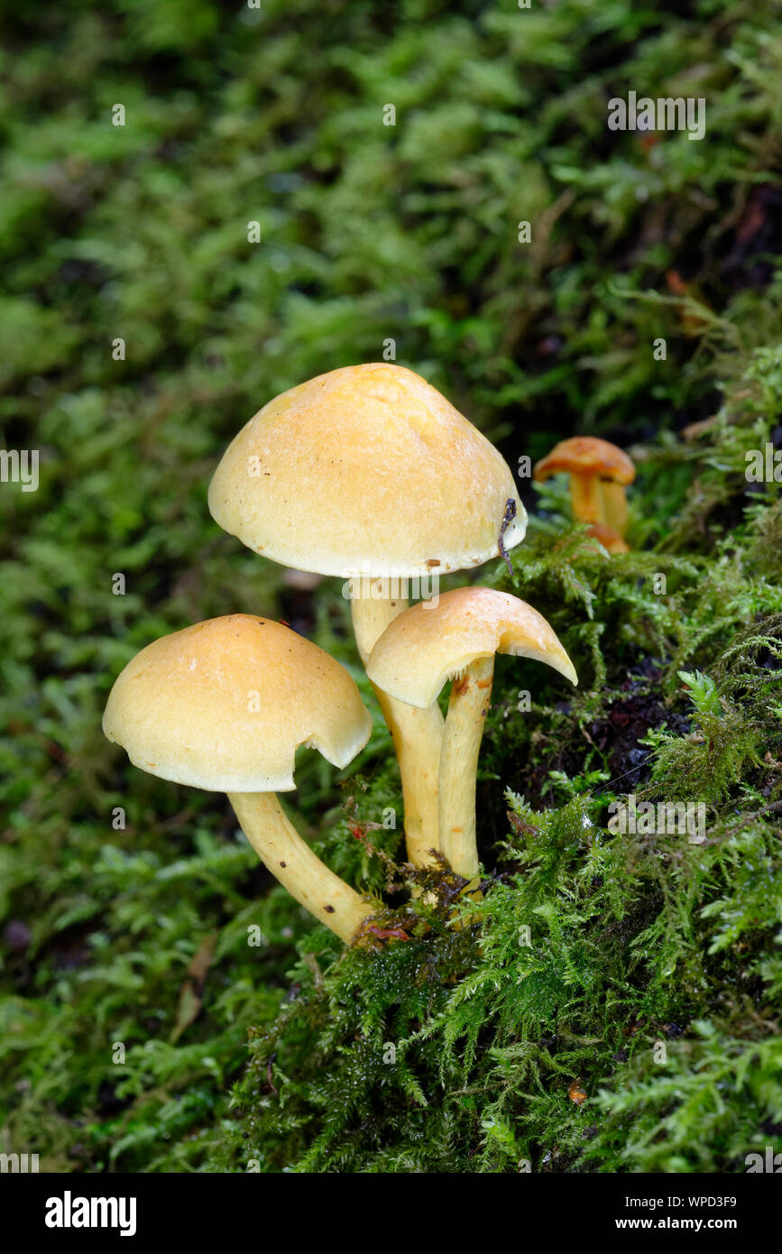 Sulphur Tuft Fungi - Hypholoma fascicular on moss covered log Stock ...