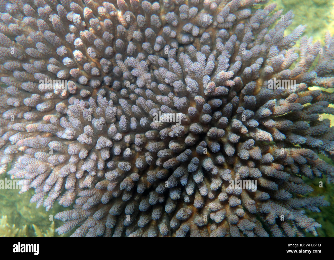 Detail of blue Acropora coral colony, Fitzroy Island, Great Barrier Reef, near Cairns, Queensland, Australia Stock Photo