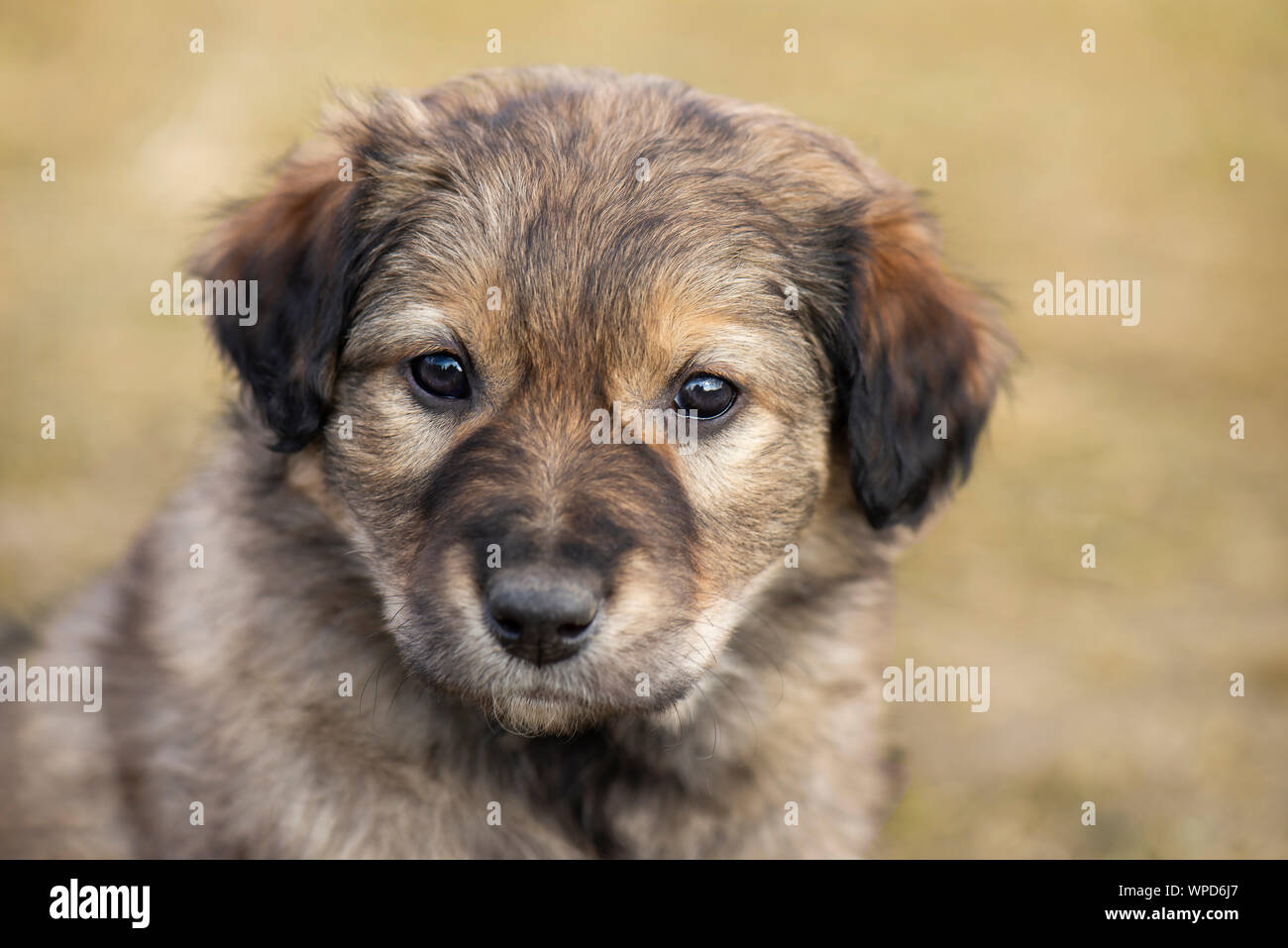 Cute little stray mongrel puppy. Portrait of little brown homeless puppy dog. Stock Photo