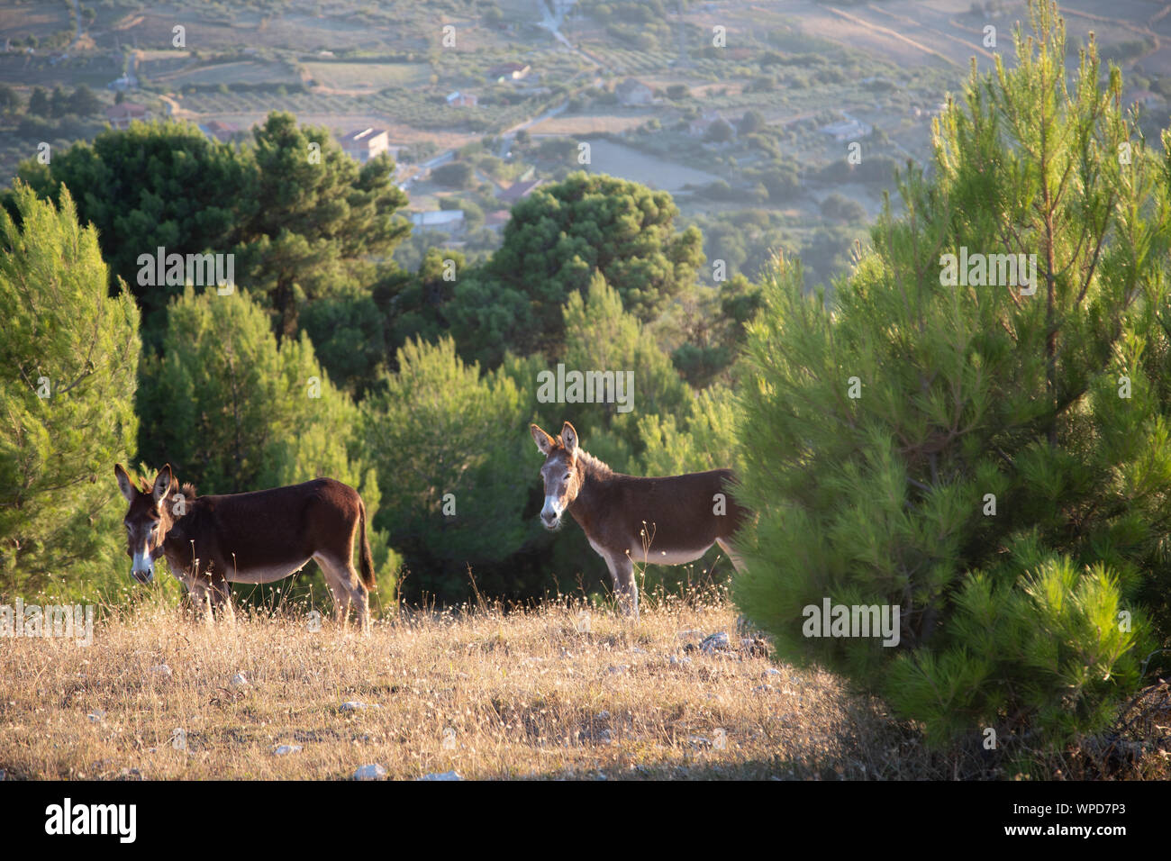 Couple of Donkeys on hills of Sicily Stock Photo
