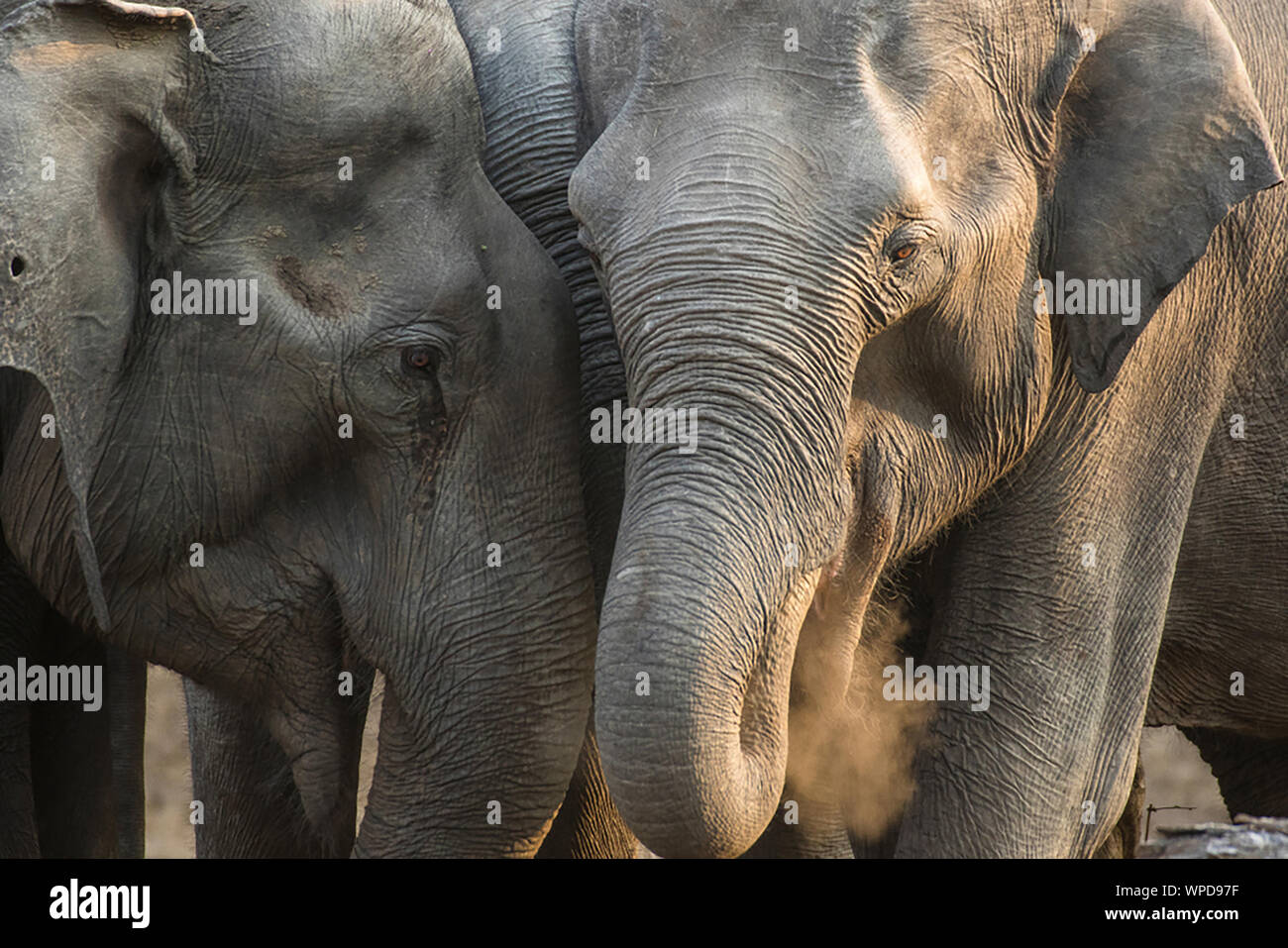 An elephant family in the wild Stock Photo