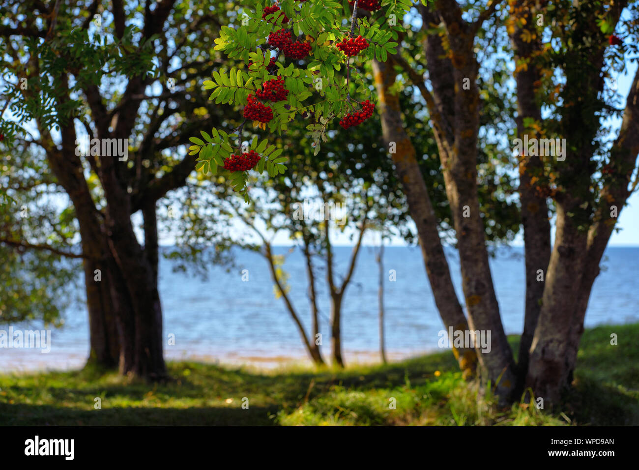 Mountain ash on the Baltic Sea in the dunes Stock Photo