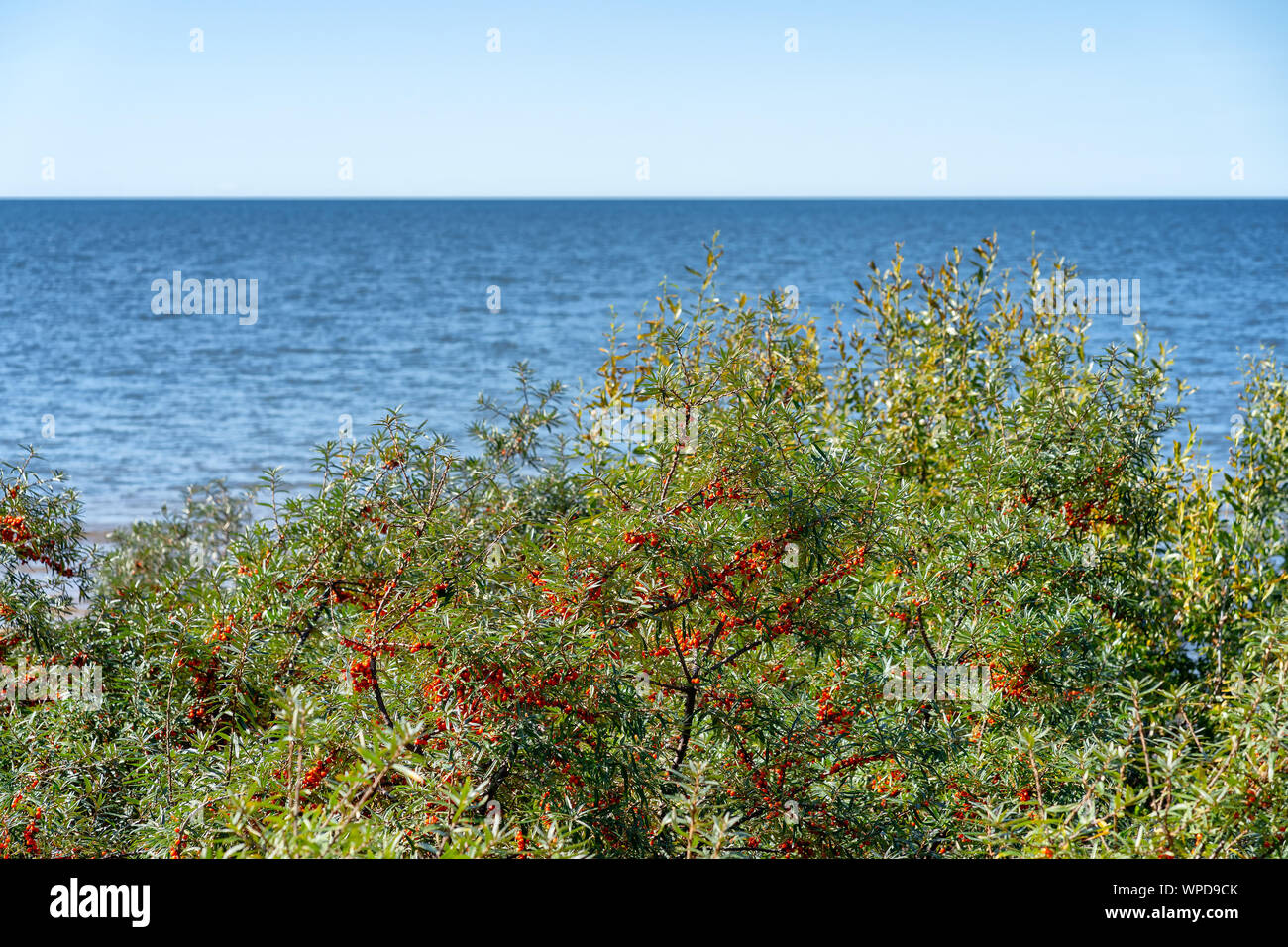 Mountain ash on the high coast of the Baltic Sea Stock Photo