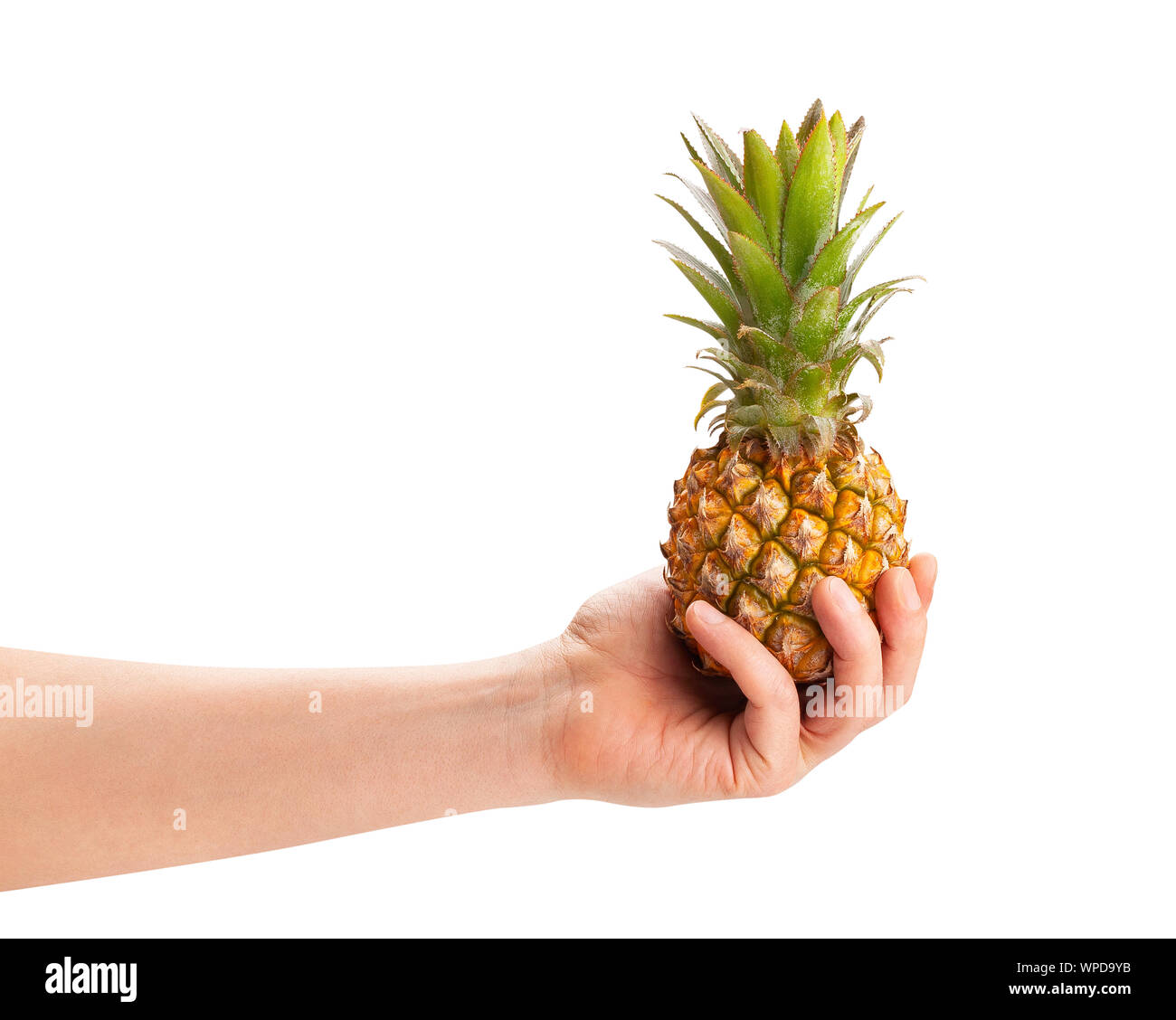 mini pineapple in hand path isolated on white Stock Photo