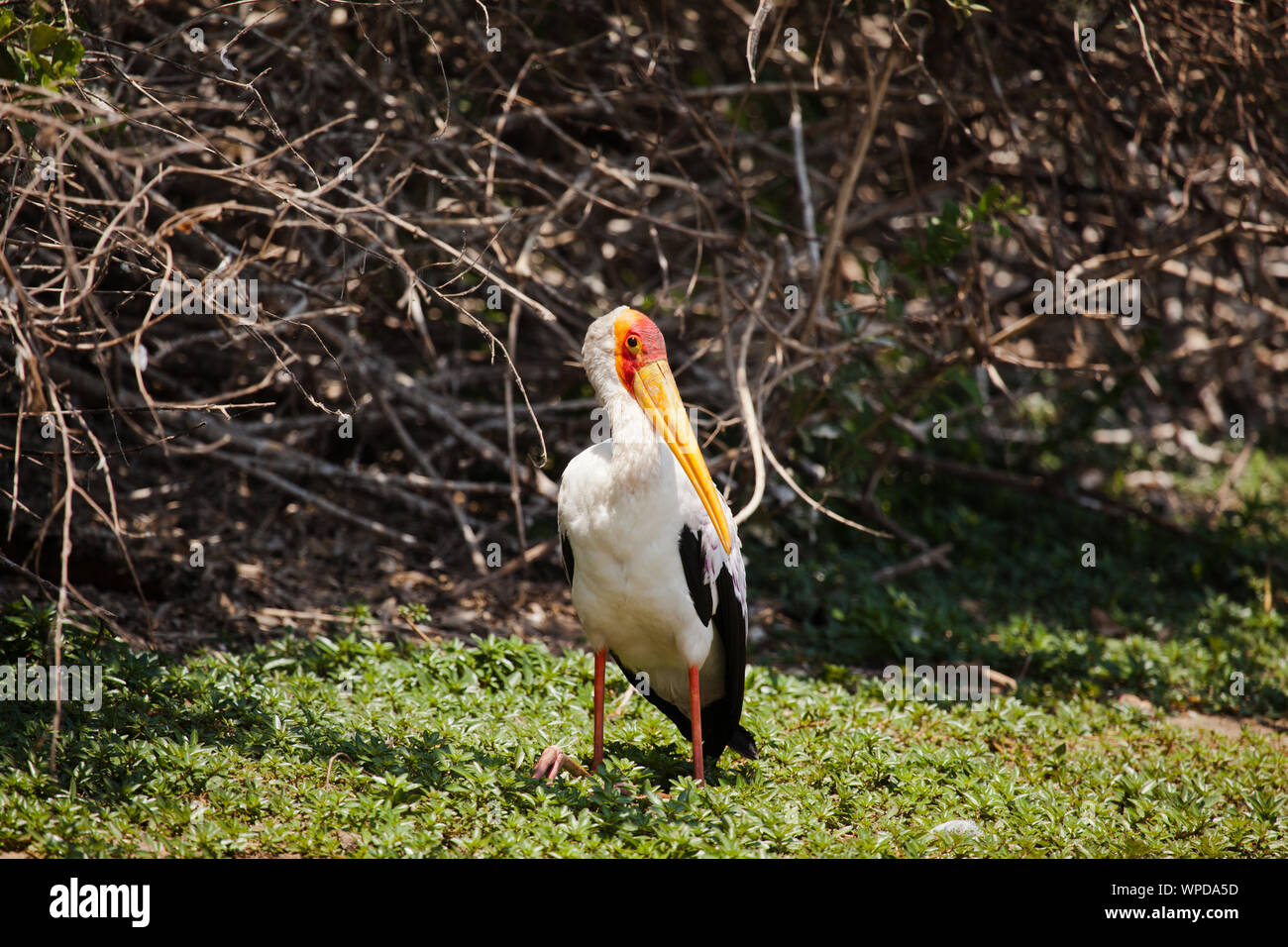 The obviously named yellow billed stork on the shore of Lake Nzerakera, Tanzania Stock Photo