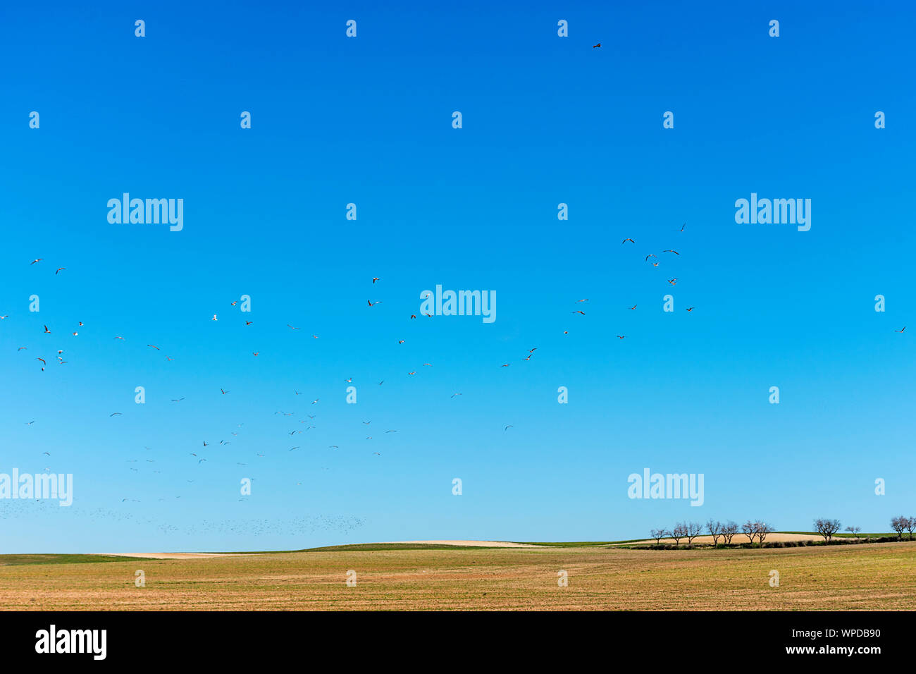 Landscape with trees on the background. Blue sky. Almonds and wild grass. Stock Photo
