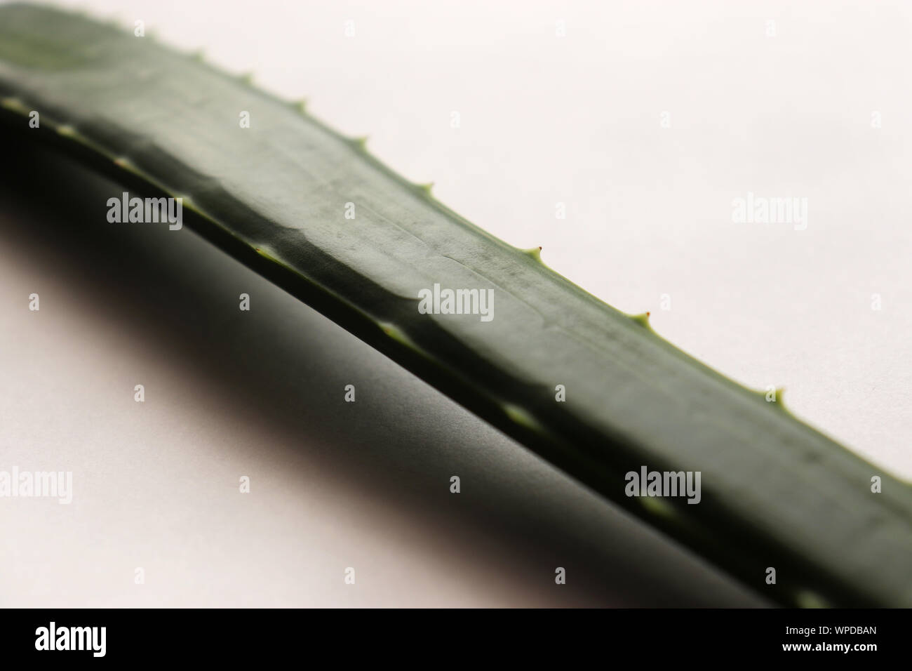 Aloe Vera Plant Leaf Stock Photo Alamy