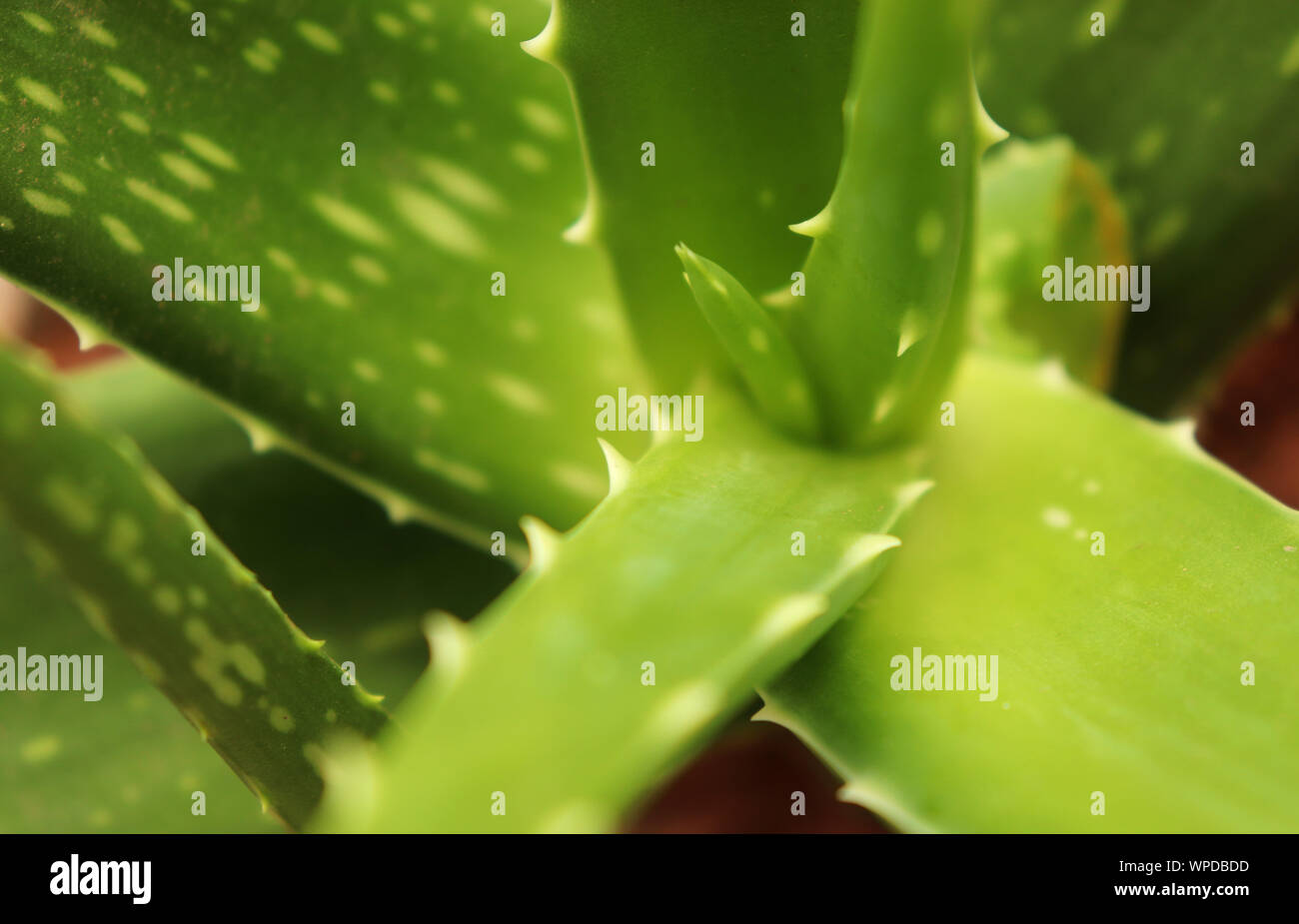 Aloe Vera Plant Leaf Stock Photo Alamy