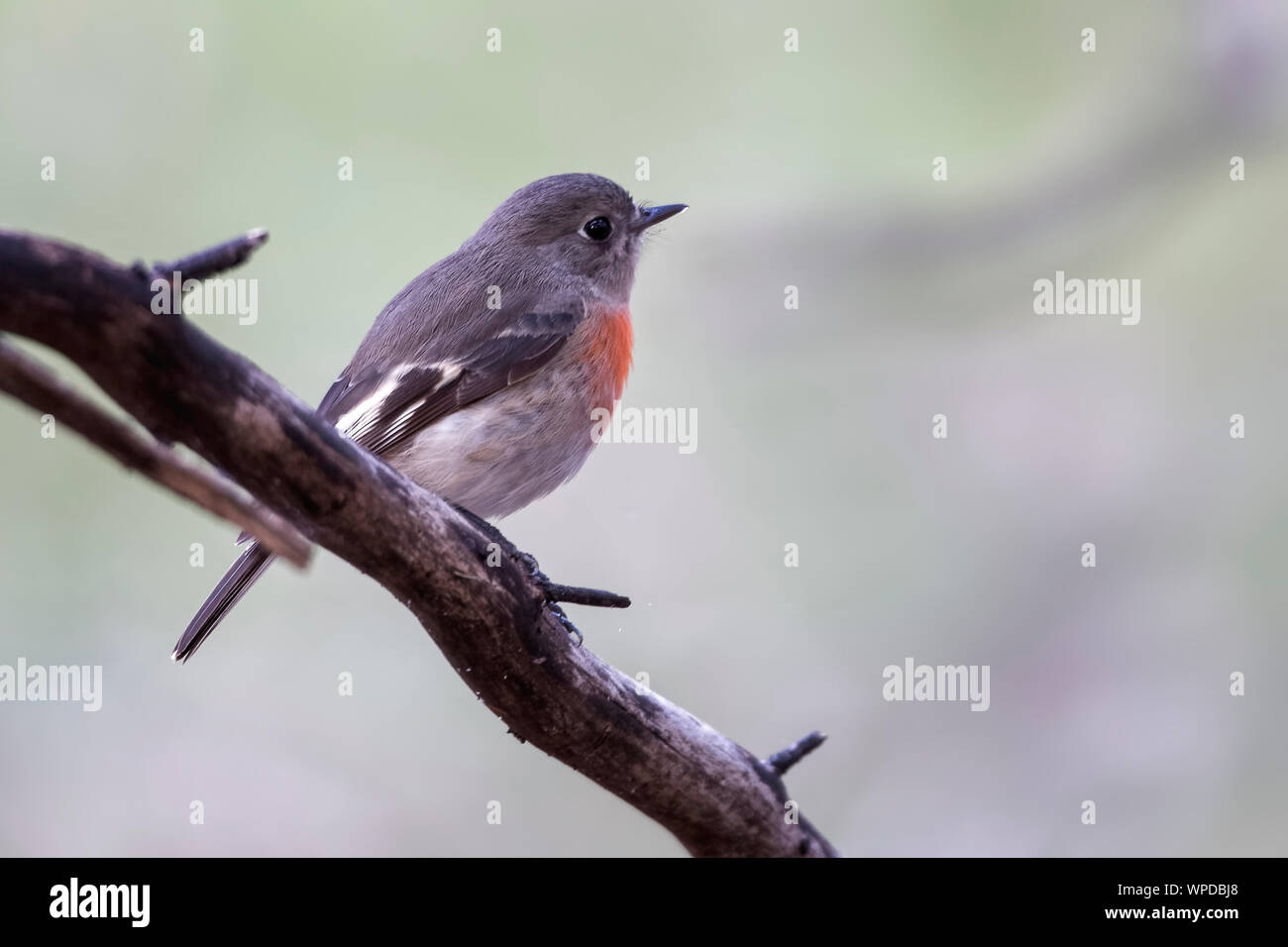 Australian scarlet robin hi-res stock photography and images - Alamy