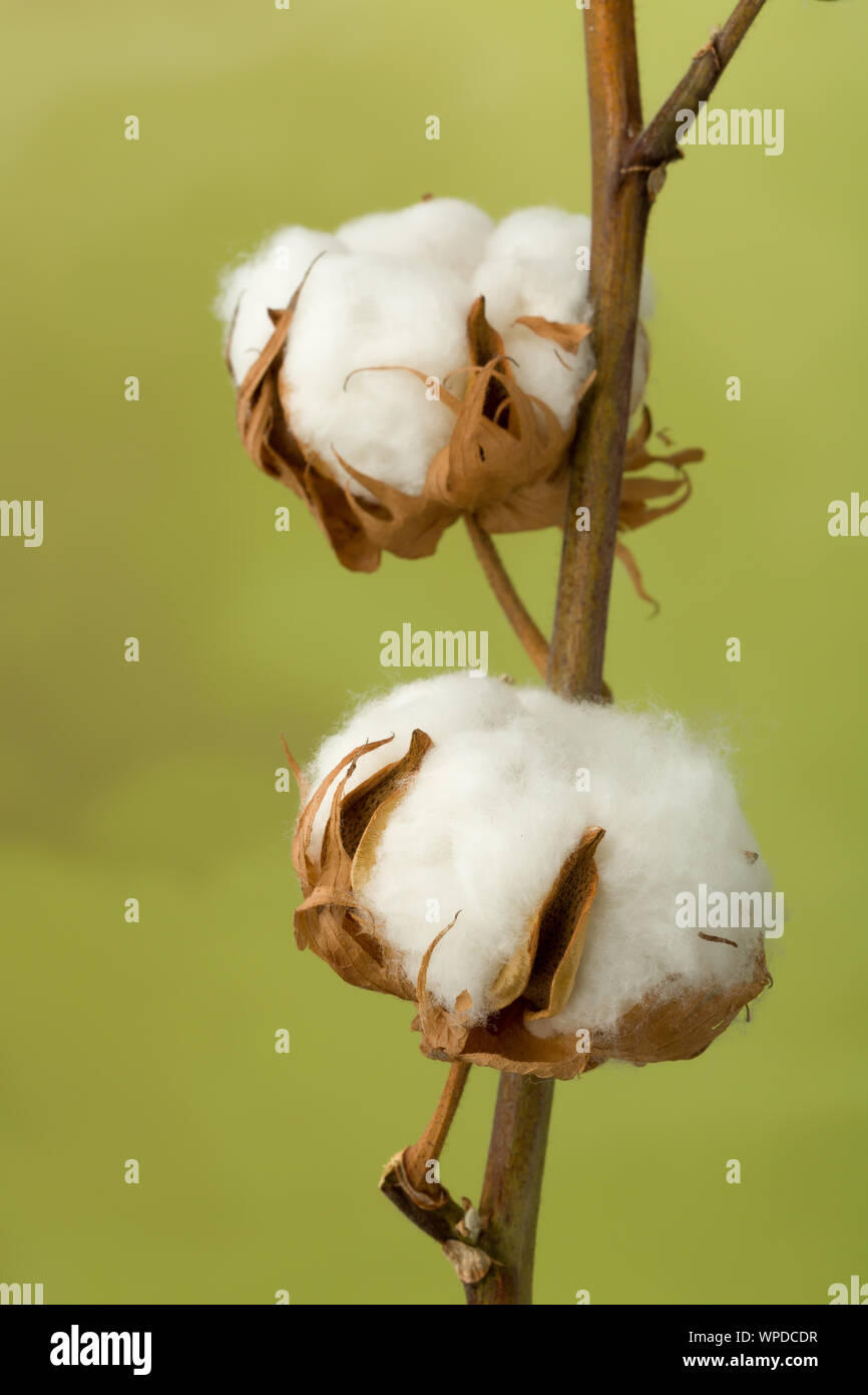 Raw cotton hires stock photography and images Alamy