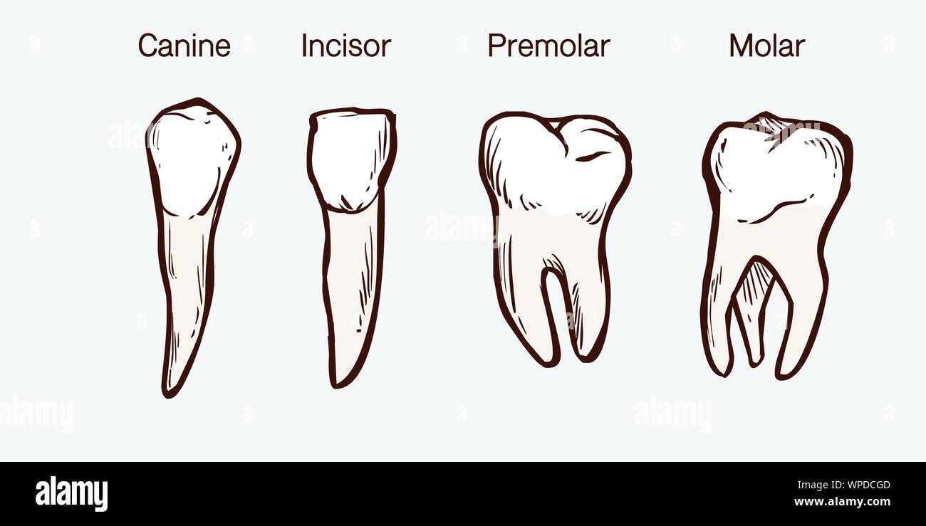 Types of human teeth vector illustration Stock Vector Image & Art - Alamy