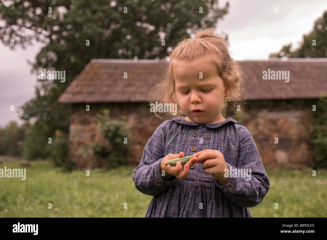 Little, adorable child girl peeling green pea, from organic bio countryside farm garden, with fresh healthy food Stock Photo