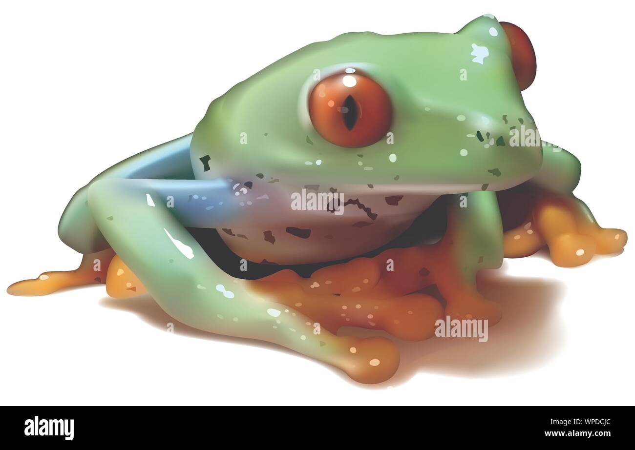 Red-eyed Tree Frog Stock Vector
