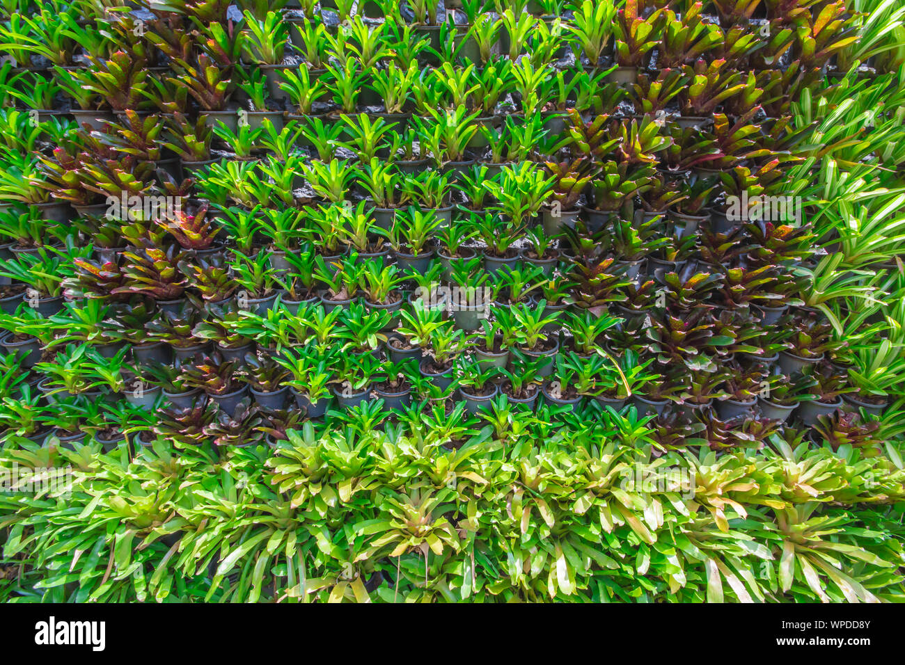 Background the bromeliad in the garden is arranged of colorful and beautiful during the day. Stock Photo