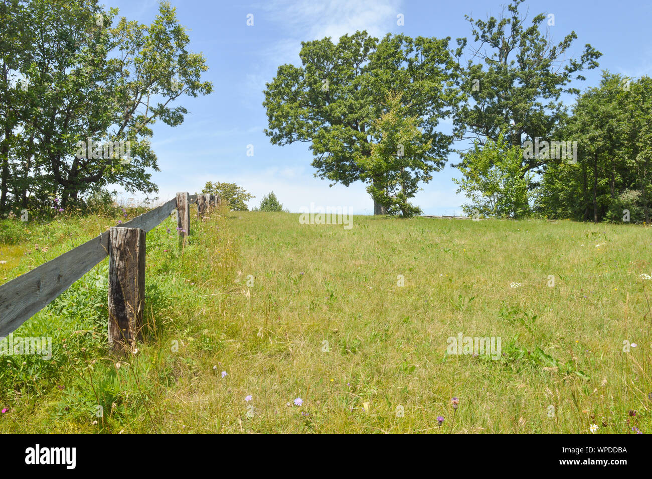 Ranch fence on green field with oak trees, summer sunny day Stock Photo