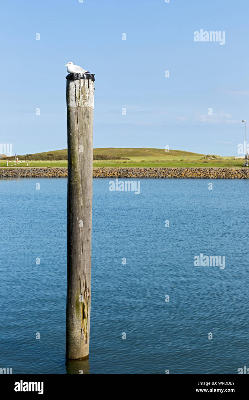 Norderney, Hafenzufahrt, Uferbefestigung, Dalben, Moewe Stock Photo