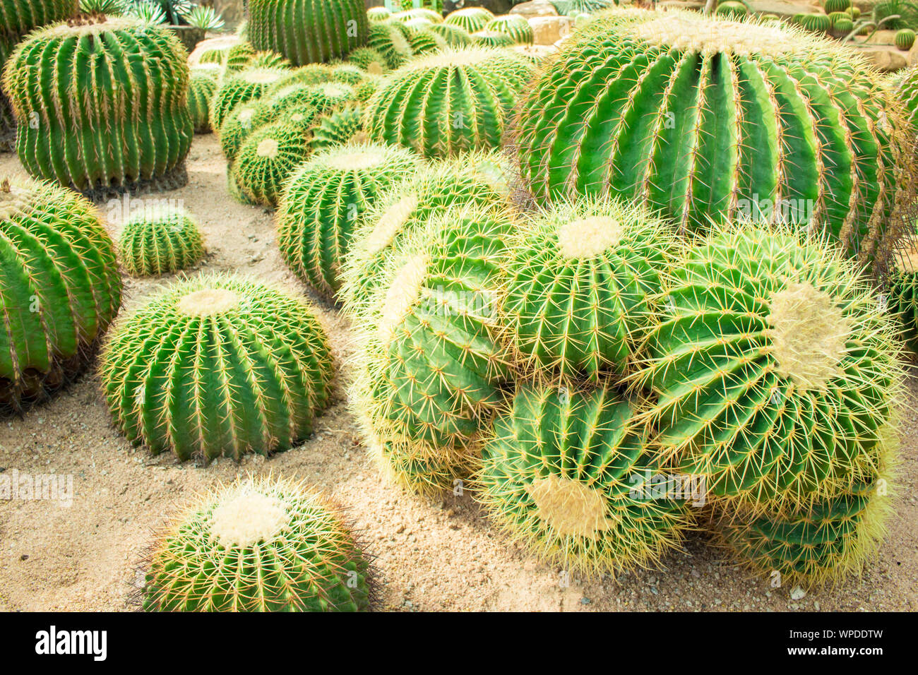 Cactus In Gardens Are A Beautiful And Natural Stock Photo Alamy Cactus in gardens are a beautiful and natural stock photo alamy